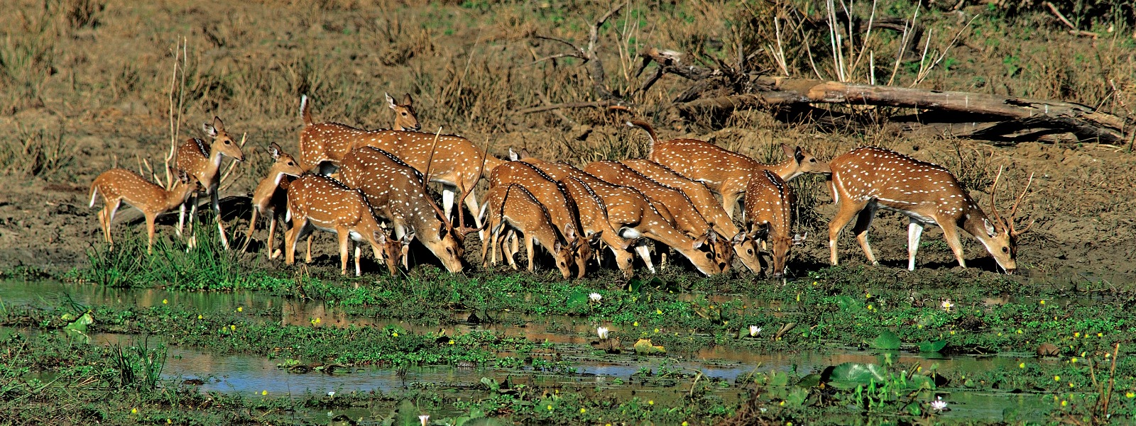 Sri Lankan spotted deer in the wild