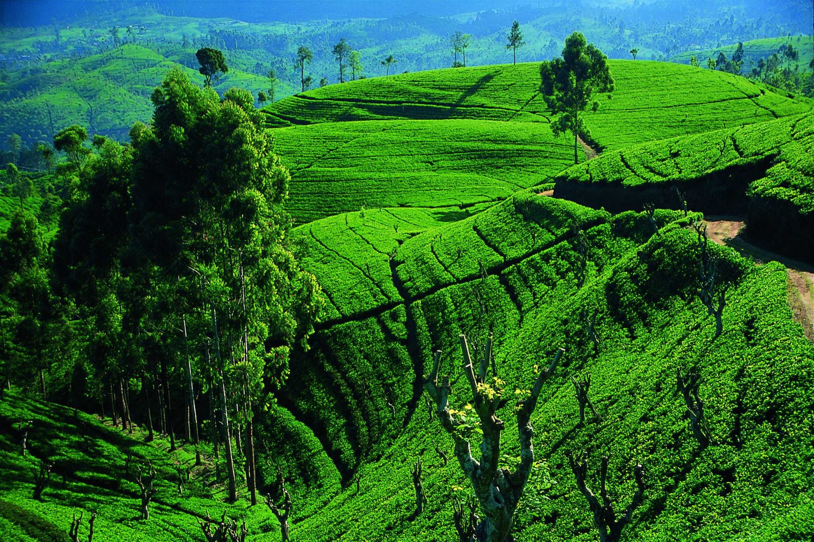 Lush tea plantation in the Sri Lankan hill country