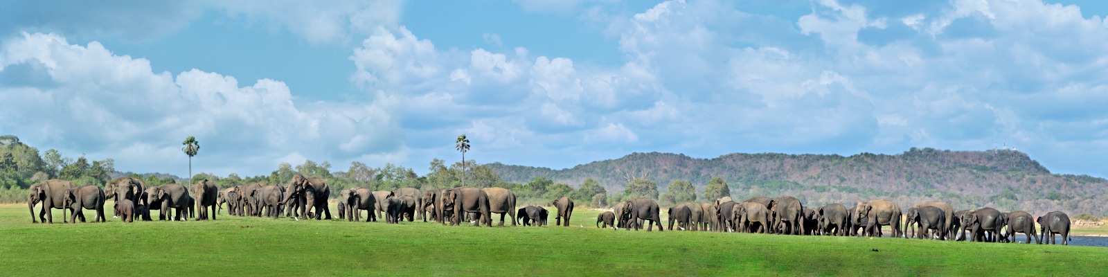Sri Lankan elephant in its natural habitat