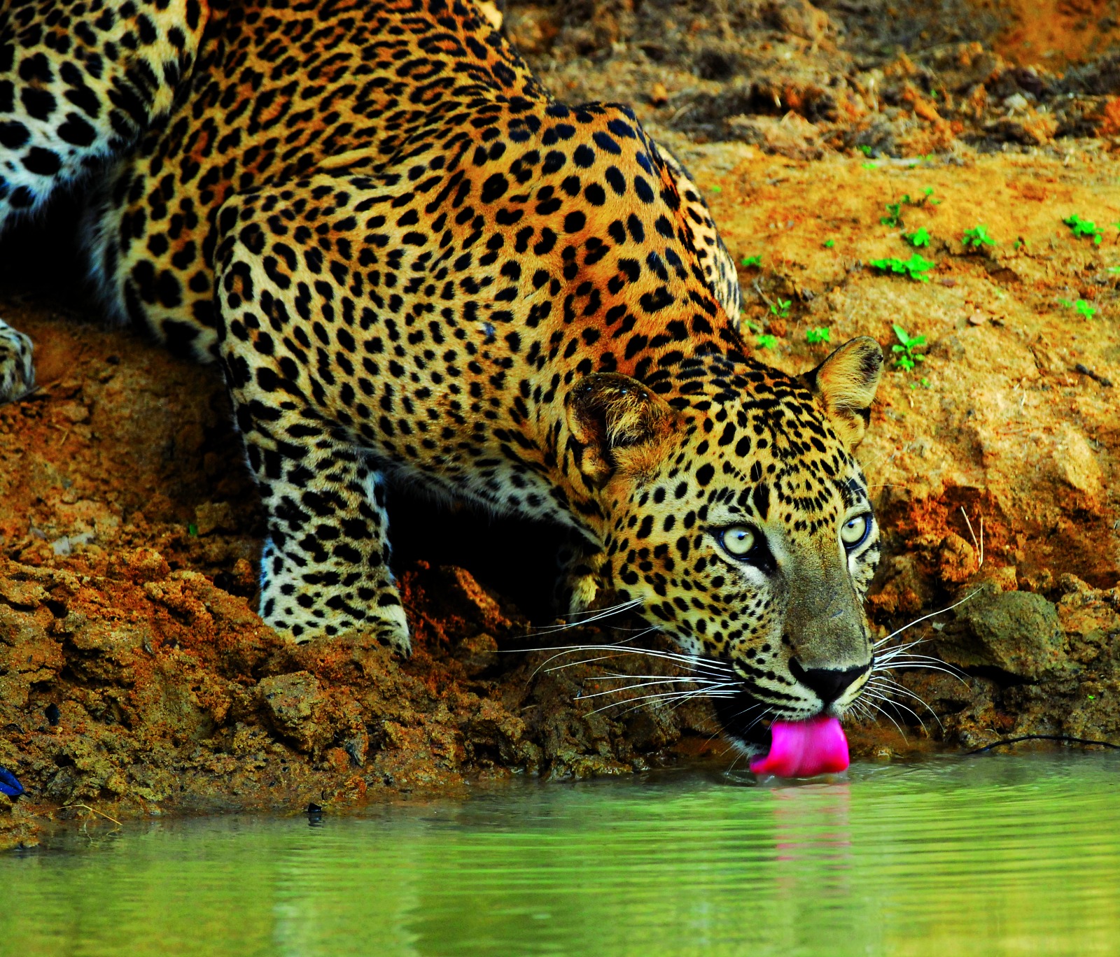 Sri Lankan leopard in the wild