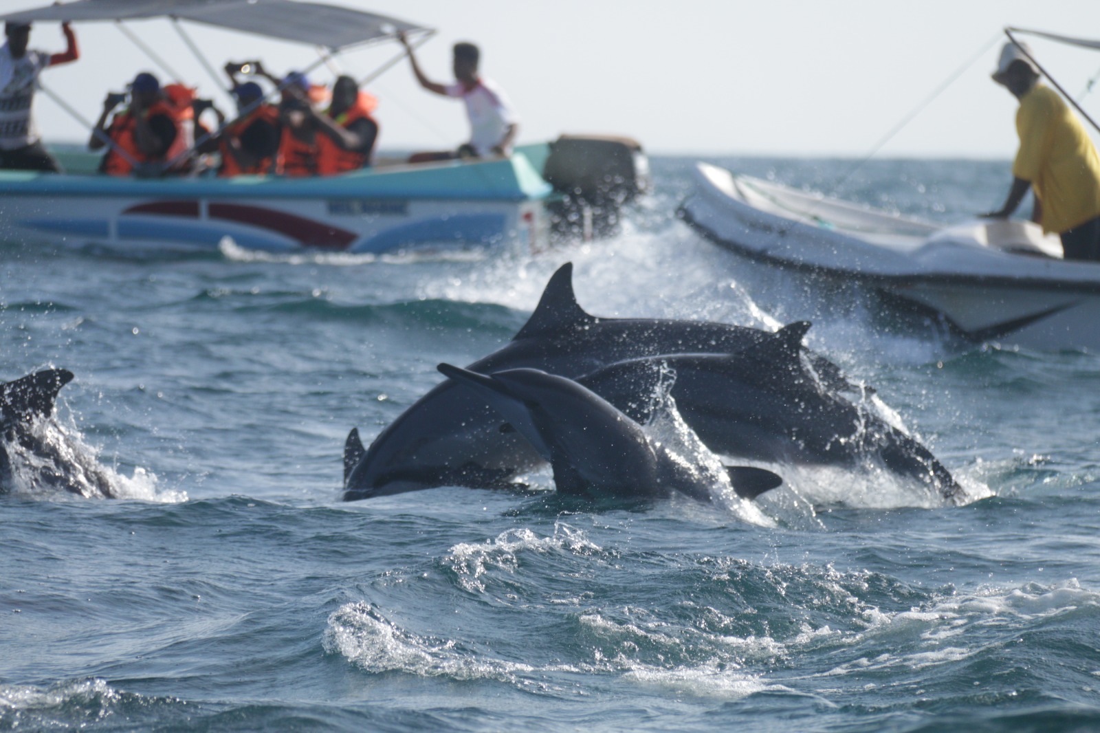 Whale watching off the coast of Sri Lanka